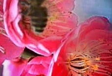 麻豆吖,揭秘网红麻豆的时尚魅力与生活态度